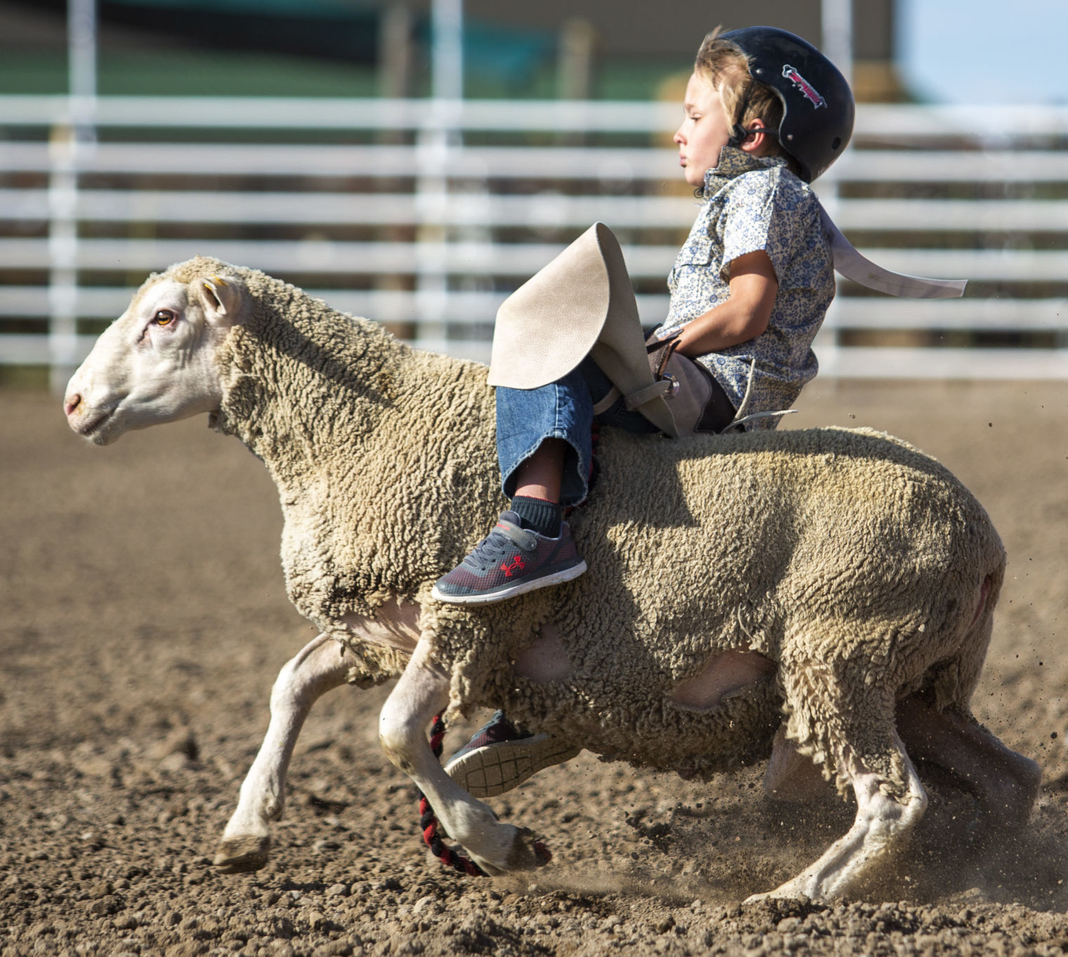 Mutton Busting in Minidoka